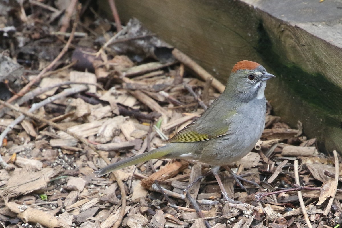 Green-tailed Towhee - ML620684373