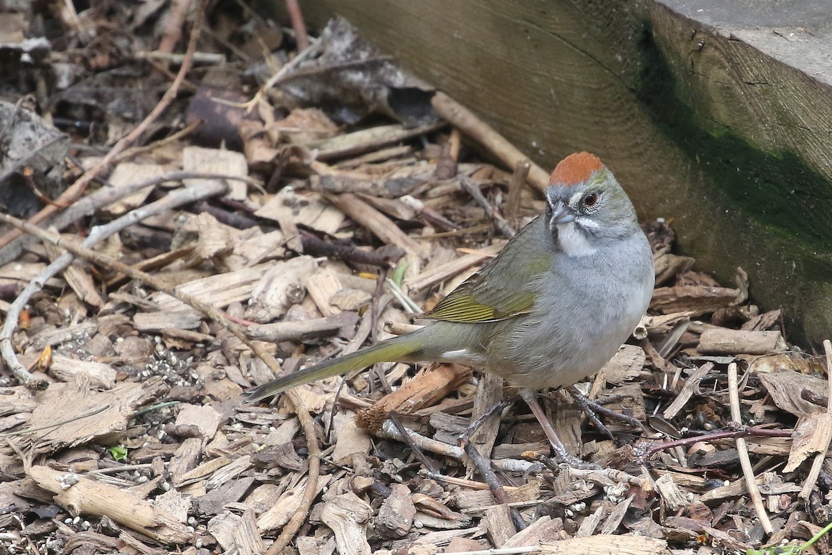 Green-tailed Towhee - ML620684375