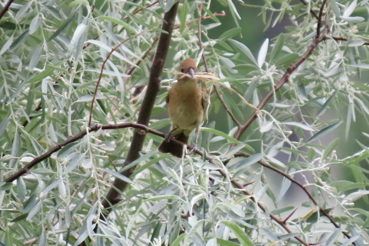 Blue Grosbeak - ML620684376