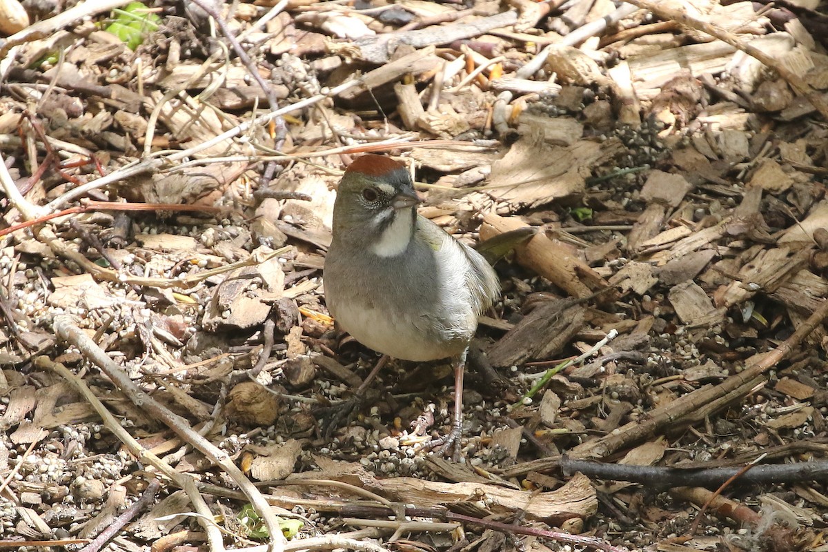 Green-tailed Towhee - ML620684378