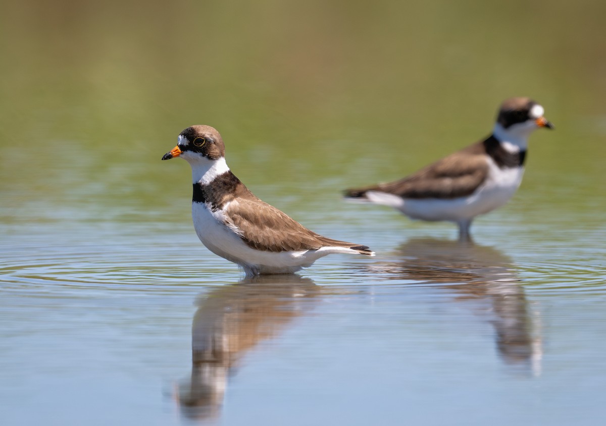 Semipalmated Plover - ML620684382