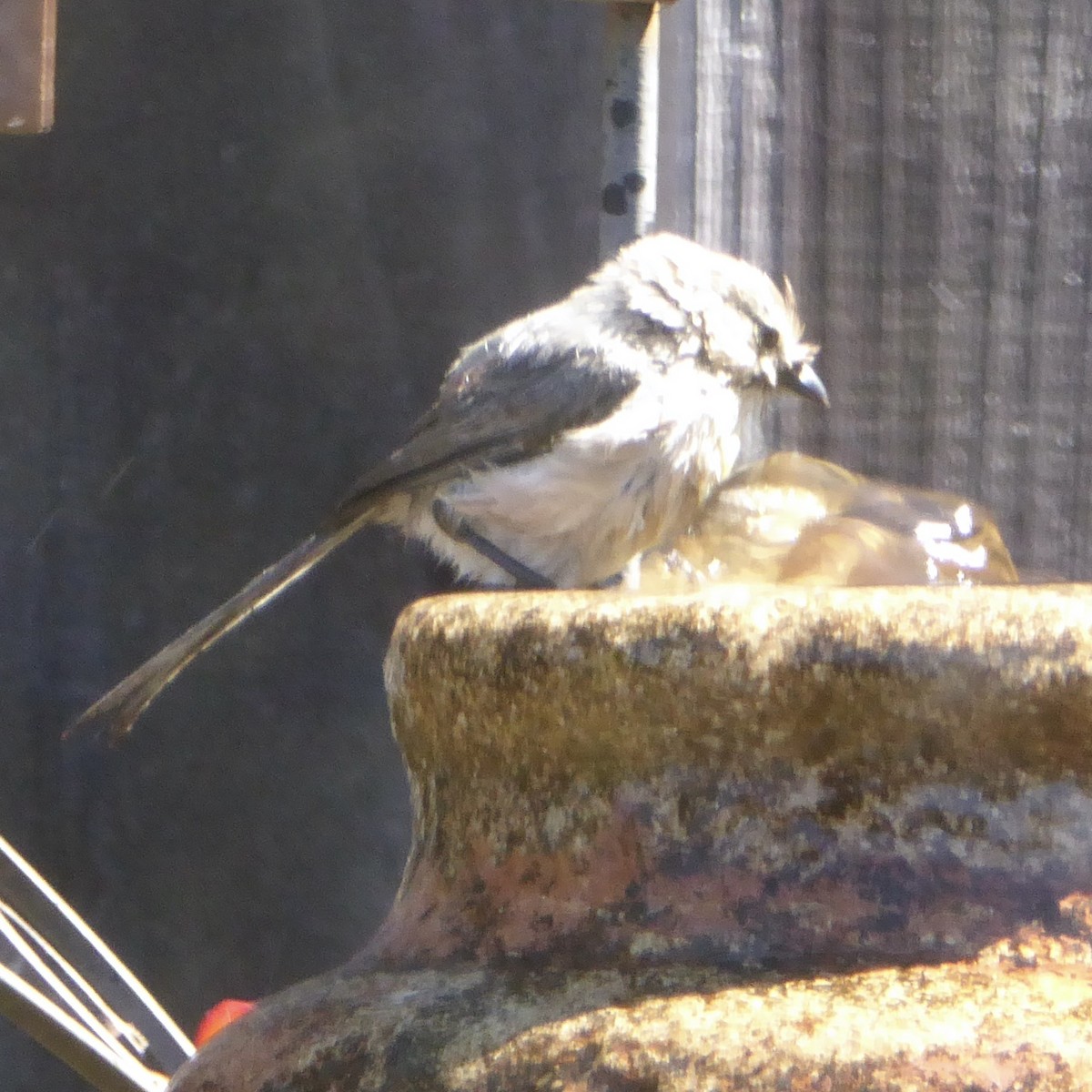 Bushtit (Pacific) - ML620684383