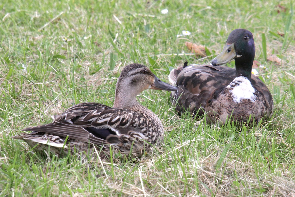 Canard colvert (forme domestique) - ML620684385