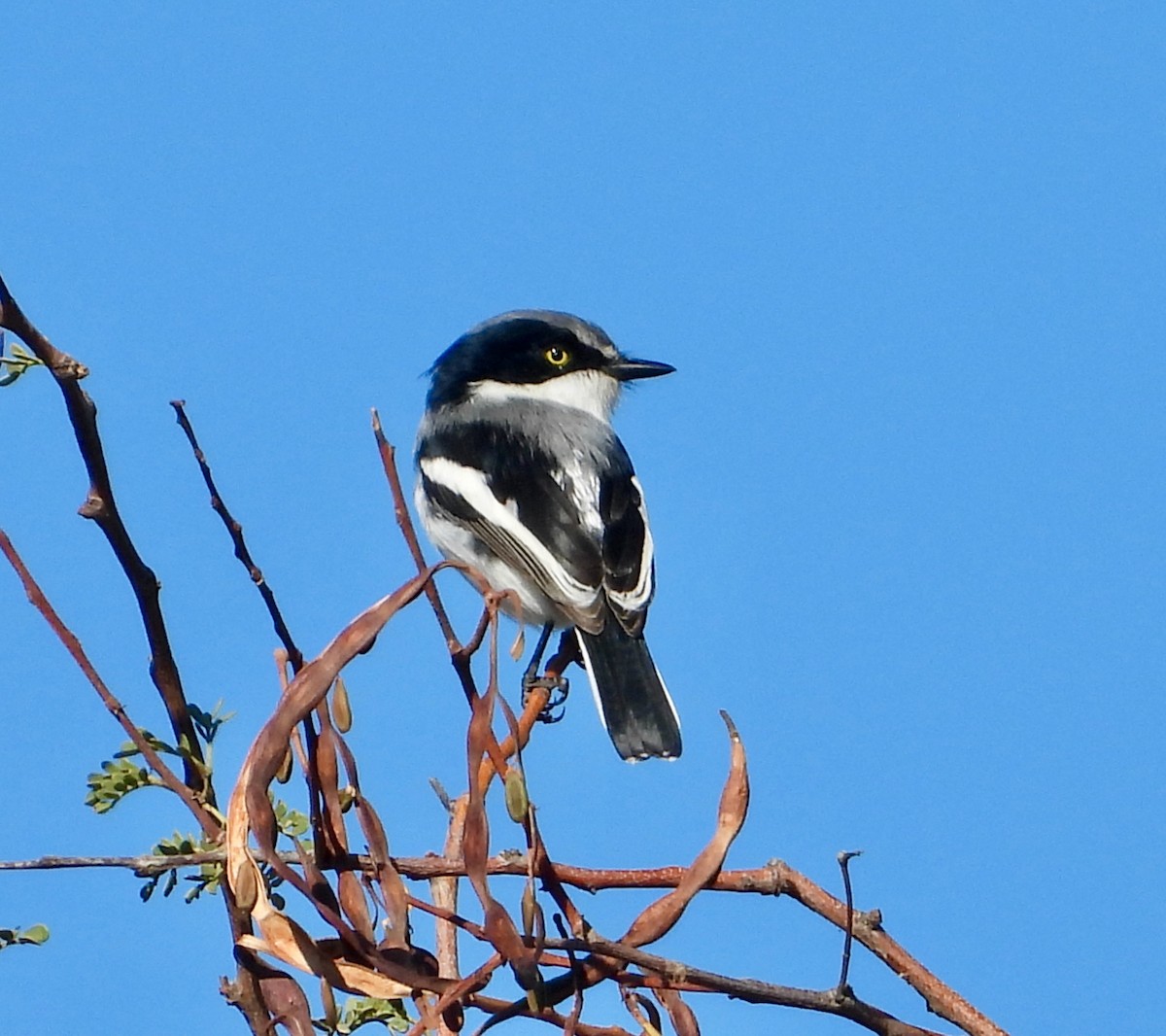 Chinspot Batis - ML620684387