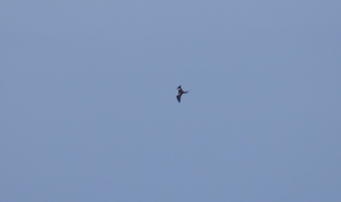 Great Frigatebird - ML620684391