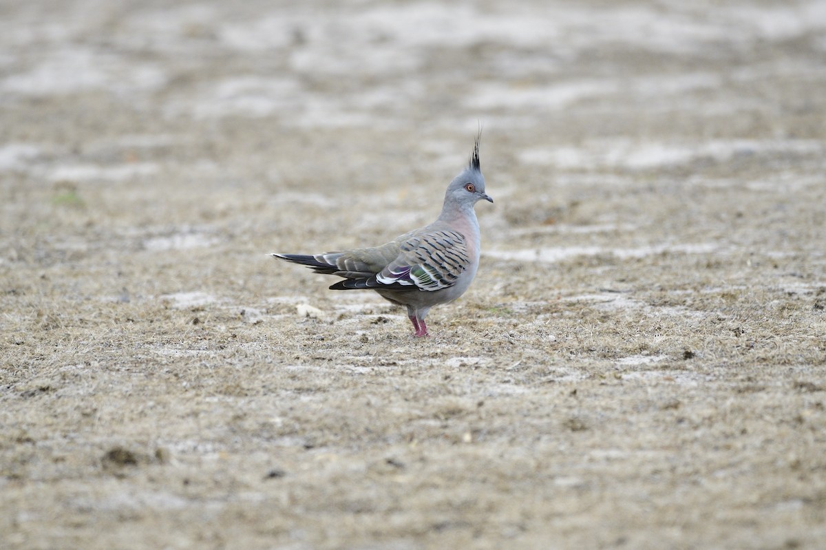 Crested Pigeon - ML620684396