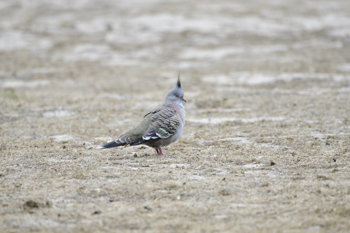 Crested Pigeon - ML620684397