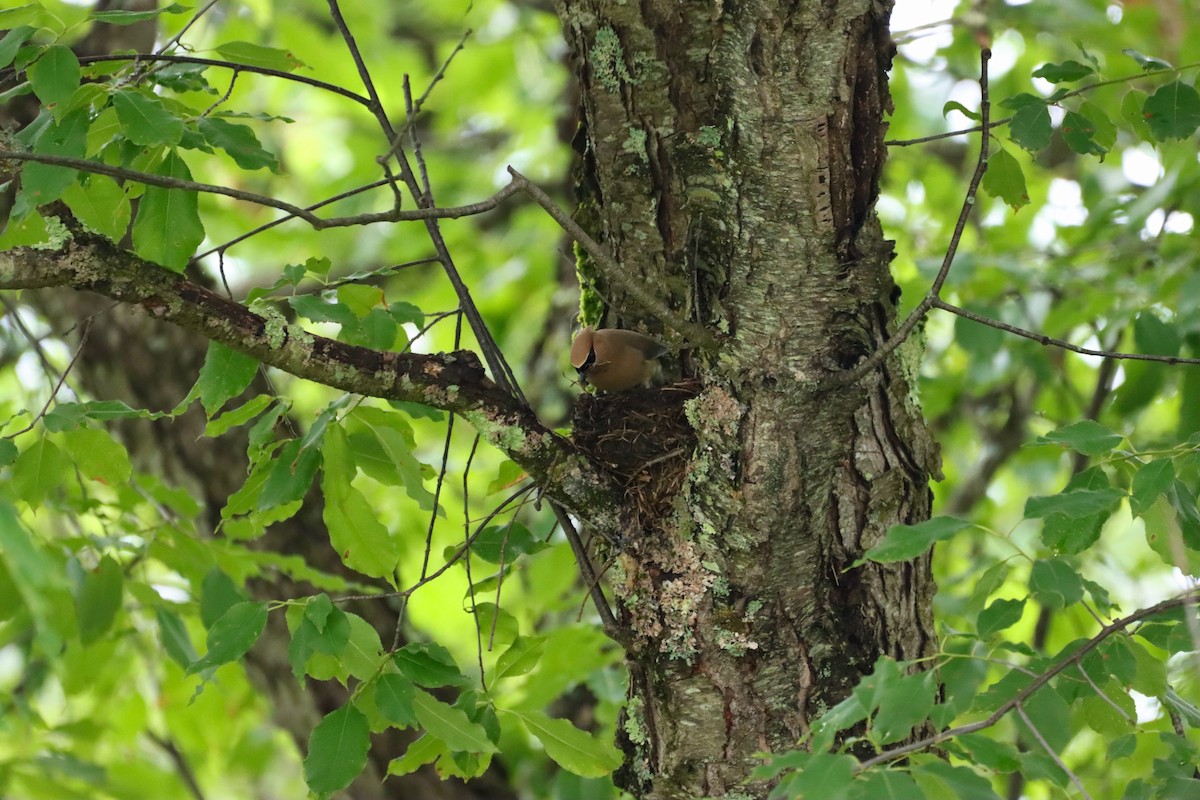 Cedar Waxwing - ML620684405