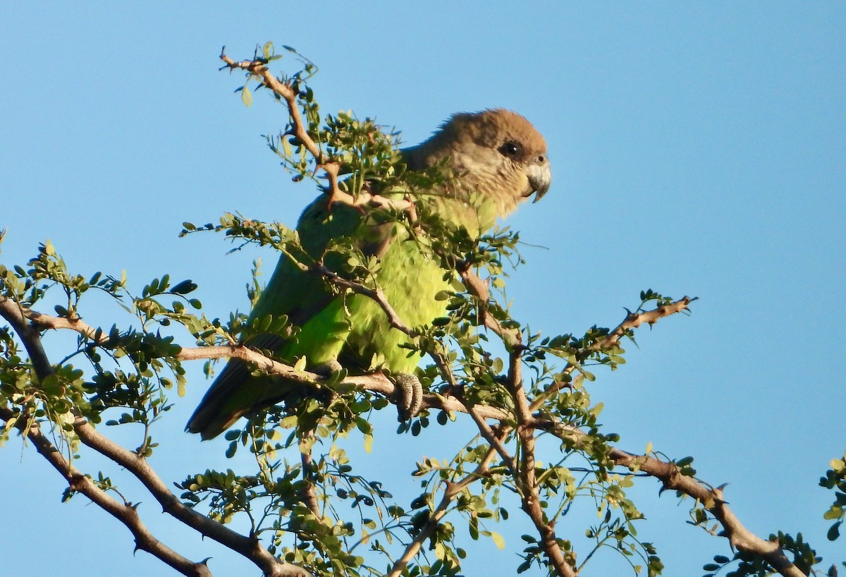 Brown-headed Parrot - ML620684406