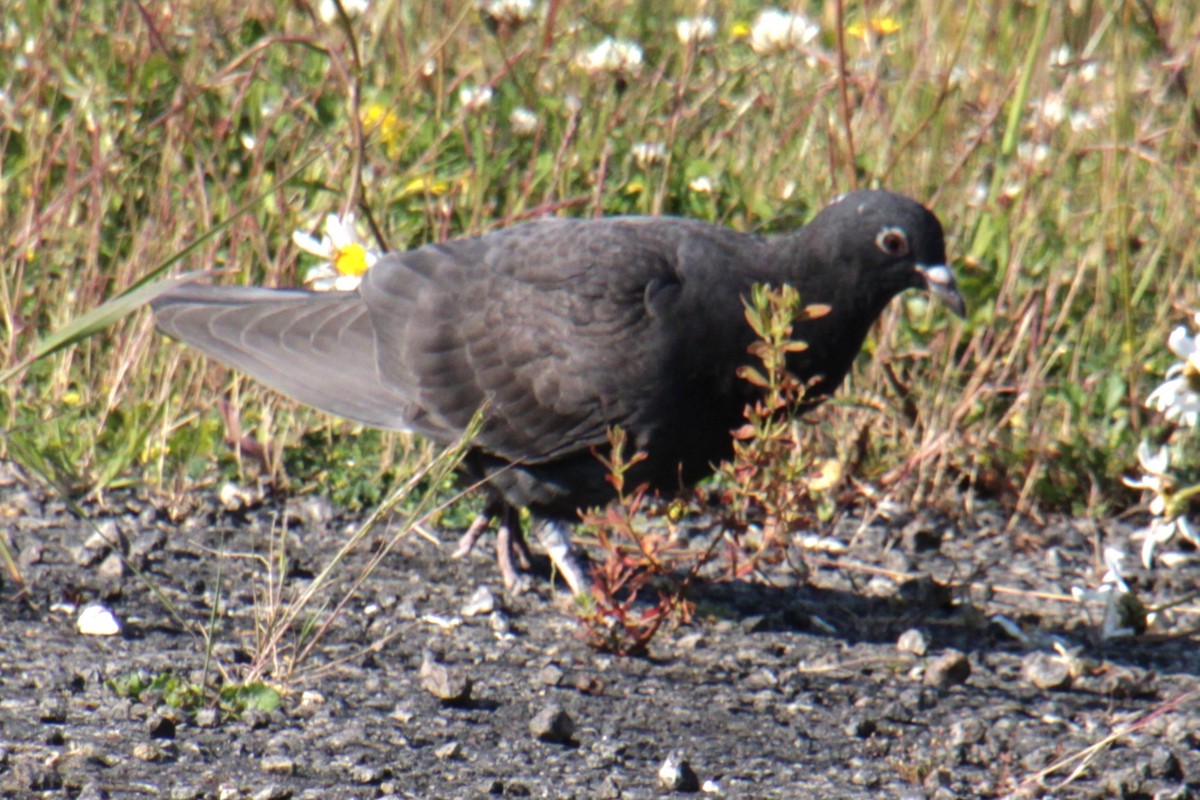 Rock Pigeon (Feral Pigeon) - ML620684407