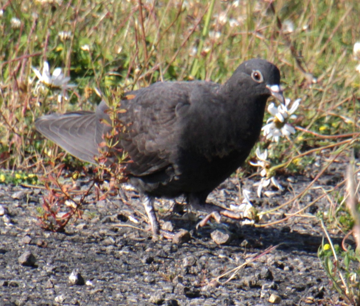 Rock Pigeon (Feral Pigeon) - ML620684408