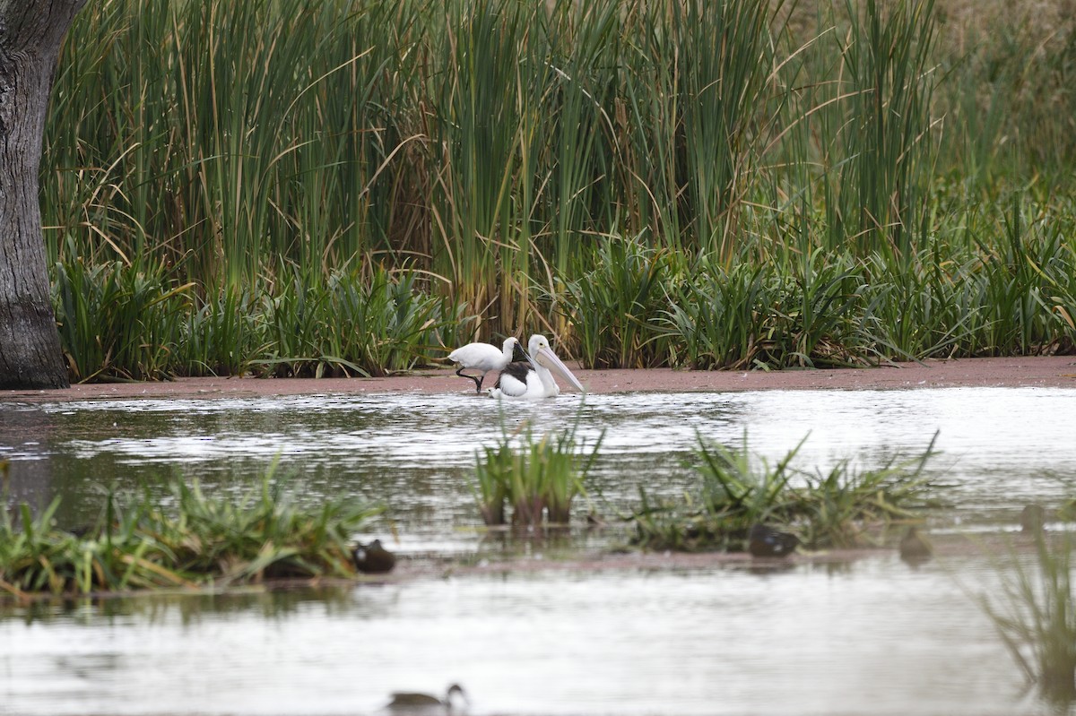 Australian Pelican - ML620684409