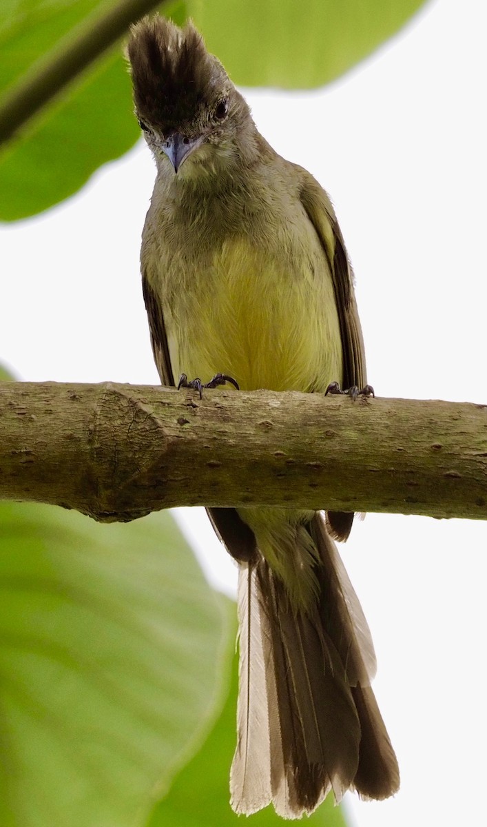 Yellow-bellied Elaenia - ML620684410