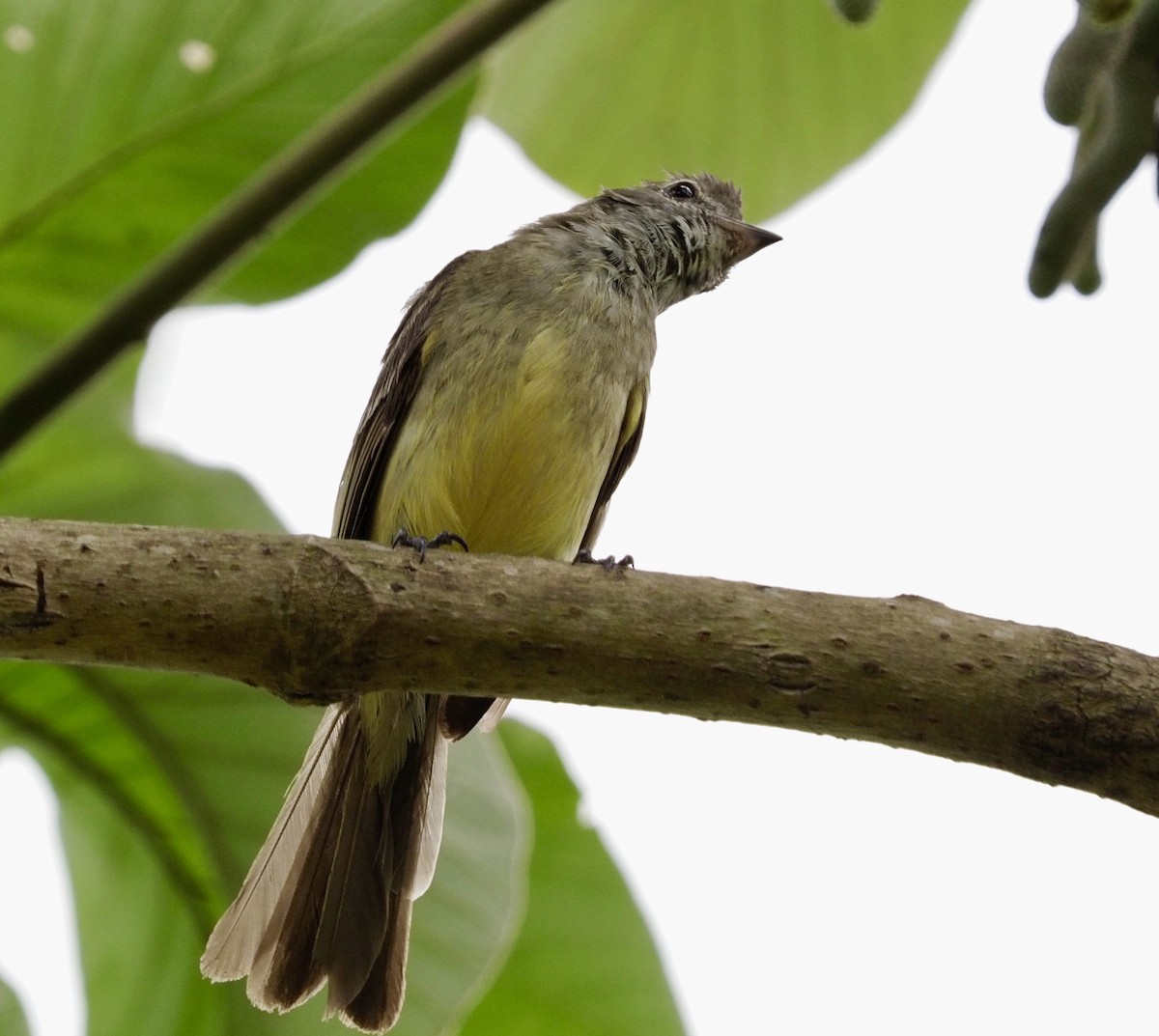 Yellow-bellied Elaenia - ML620684411