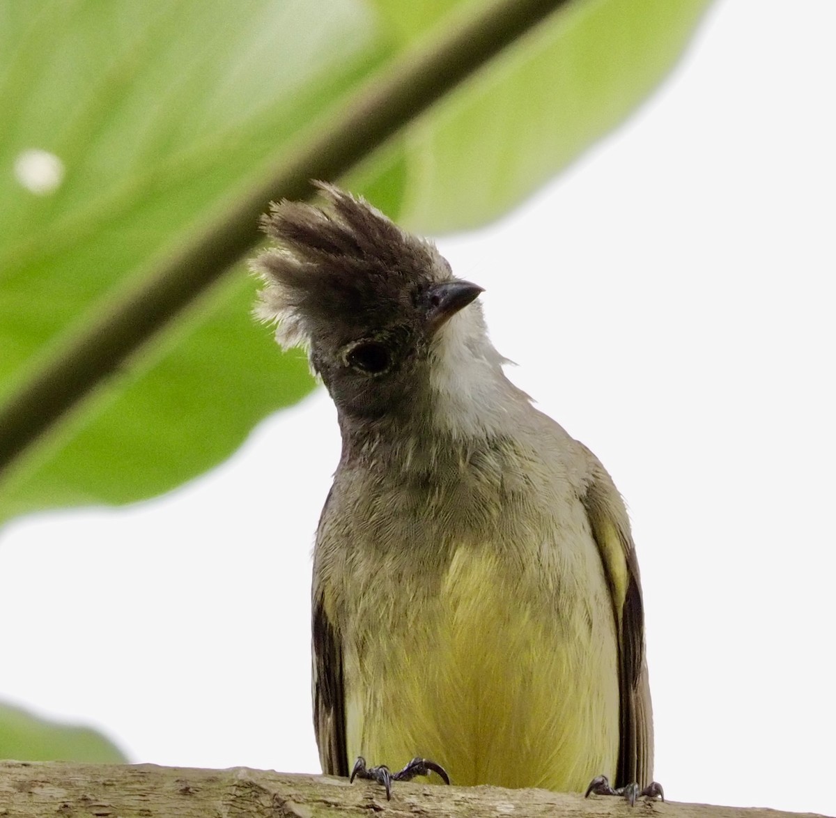 Yellow-bellied Elaenia - ML620684412