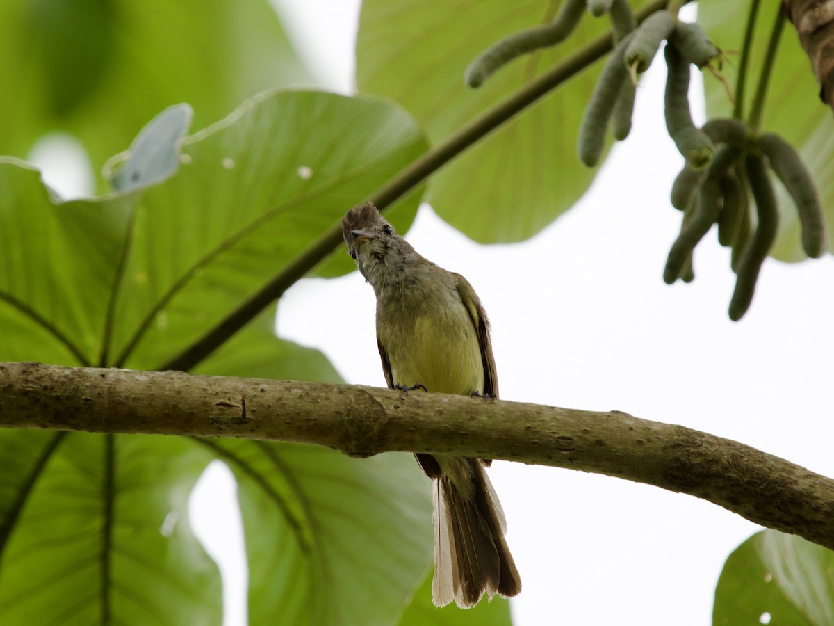 Yellow-bellied Elaenia - JAMES RANDOLPH