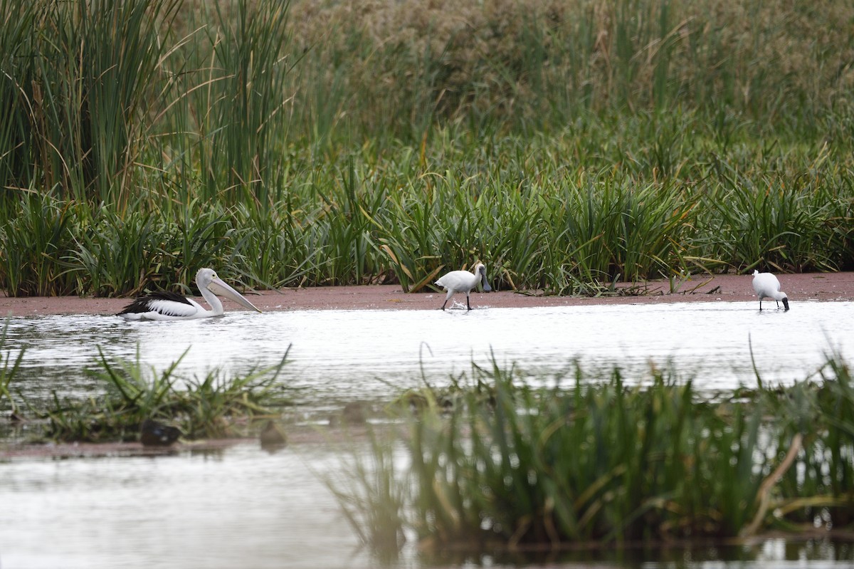 Royal Spoonbill - ML620684417