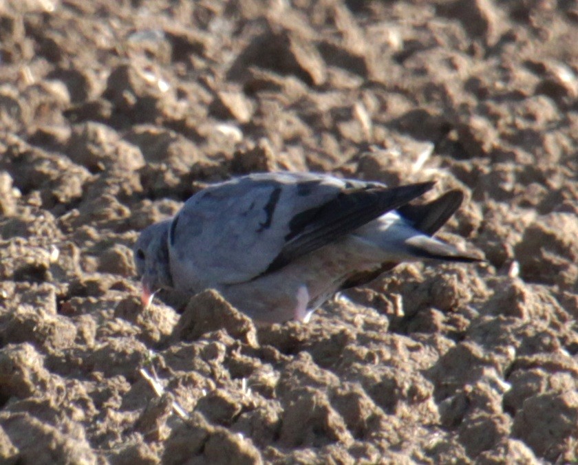 Stock Dove - ML620684418