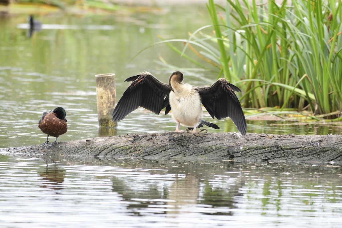 Australasian Darter - Ken Crawley