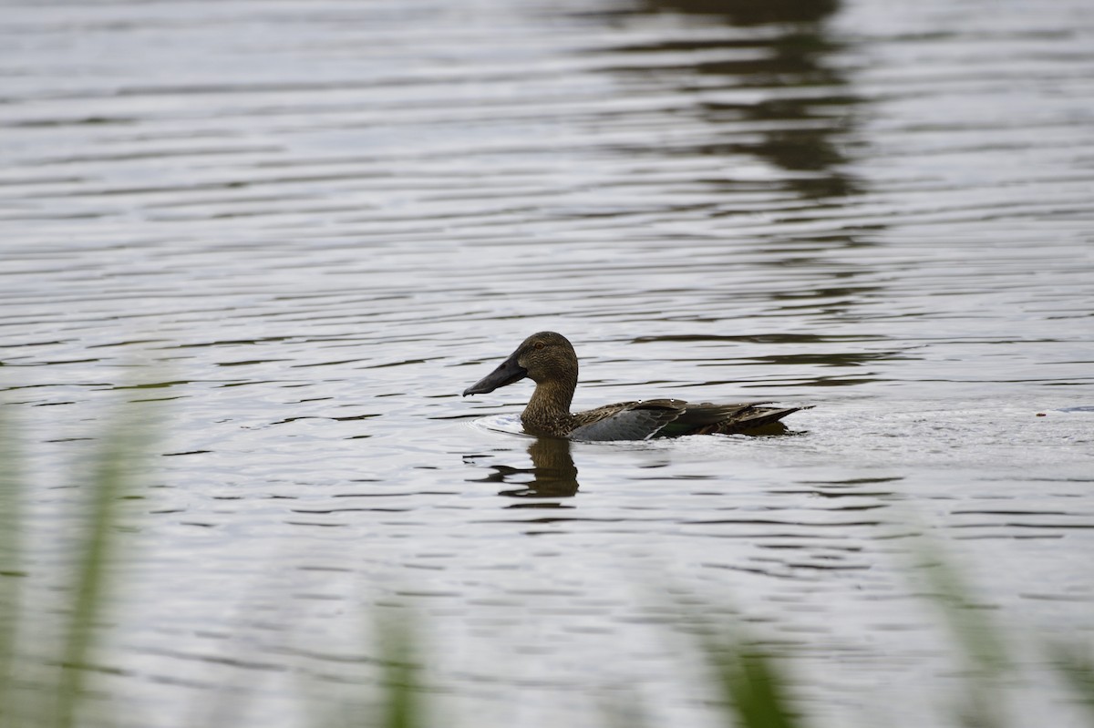 Australasian Shoveler - ML620684425