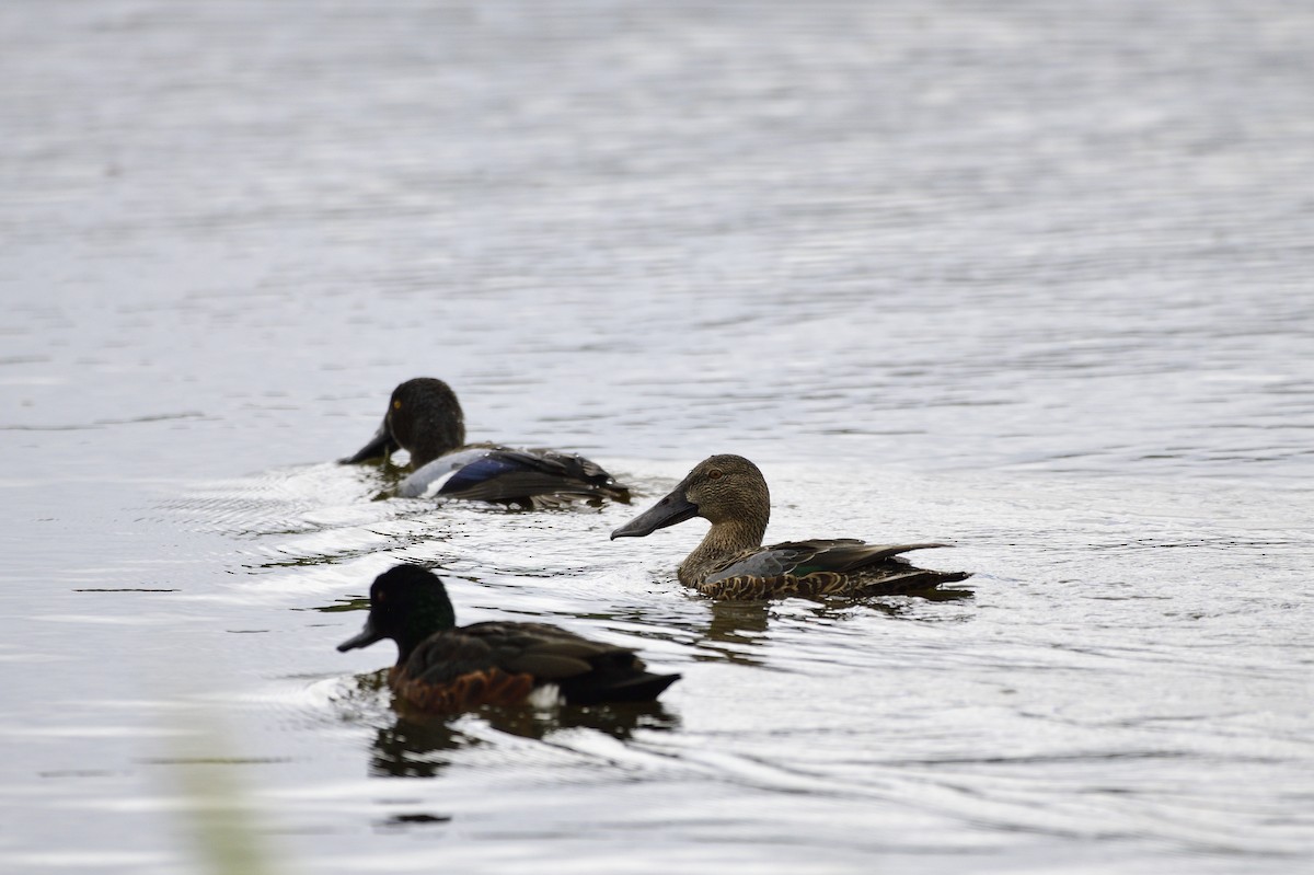 Australasian Shoveler - ML620684426