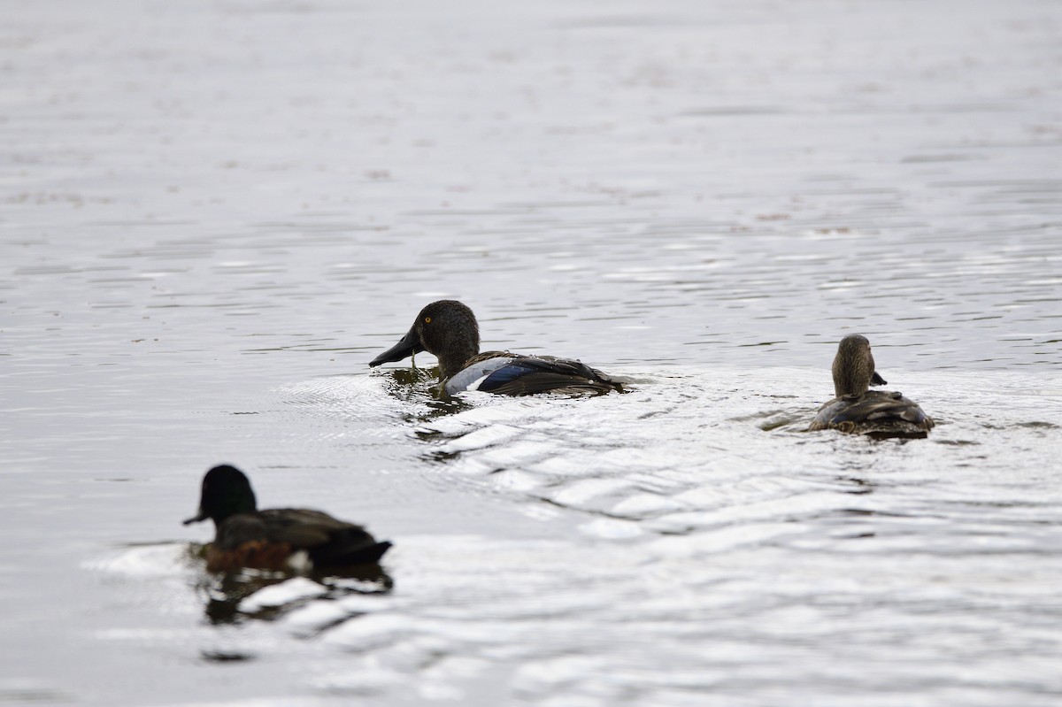 Australasian Shoveler - Ken Crawley