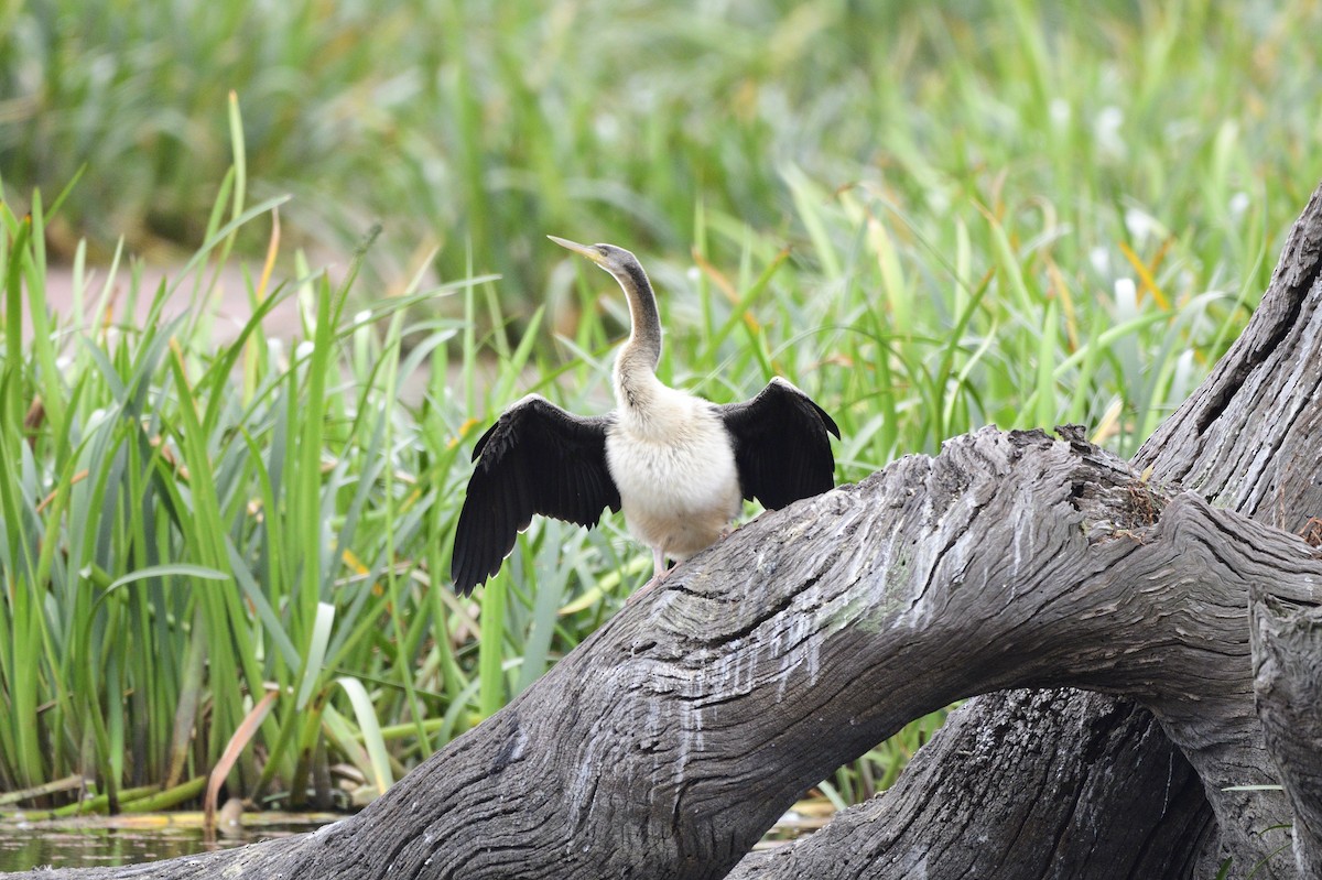 Anhinga Australiana - ML620684429