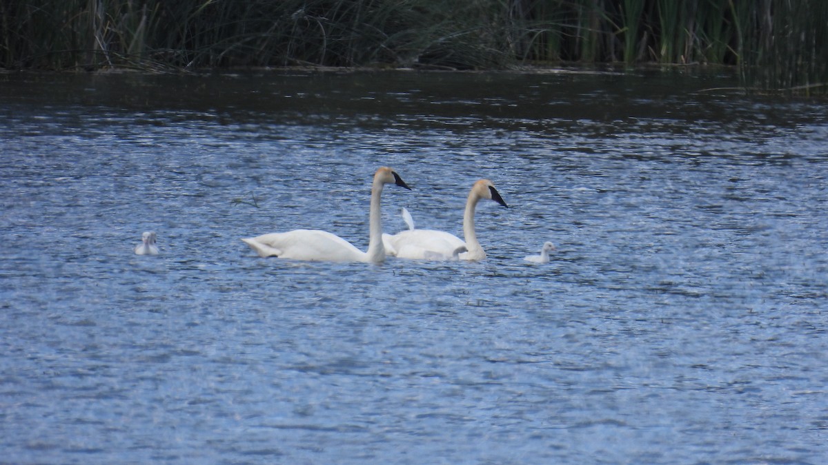 Trumpeter Swan - ML620684430