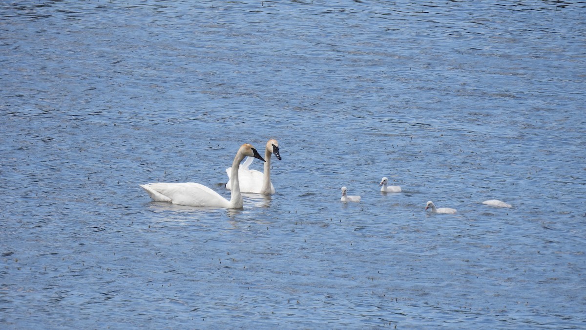 Trumpeter Swan - ML620684431