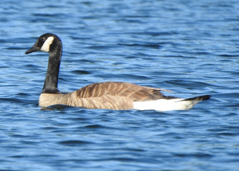 Canada Goose - ML620684432