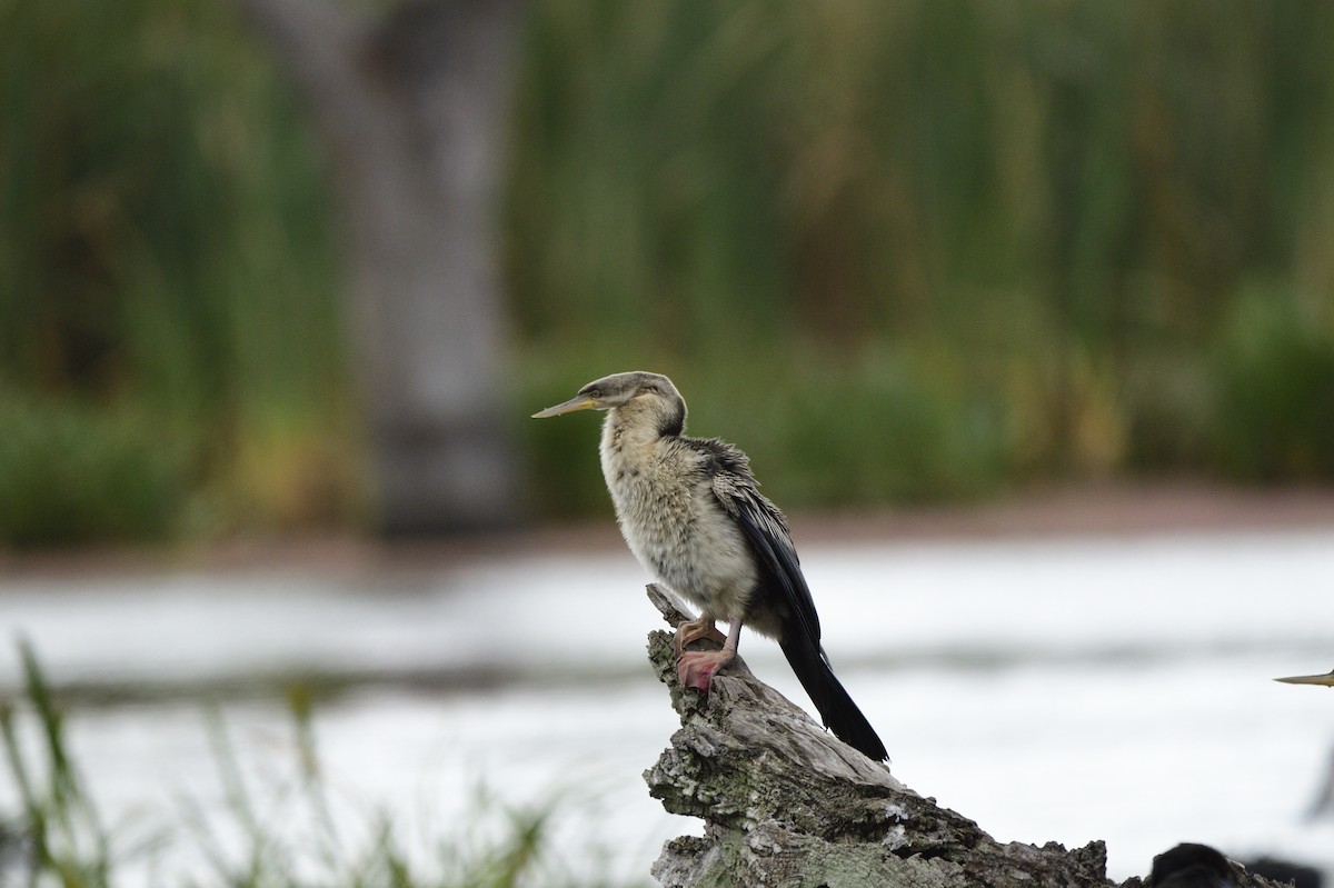 Australasian Darter - ML620684433