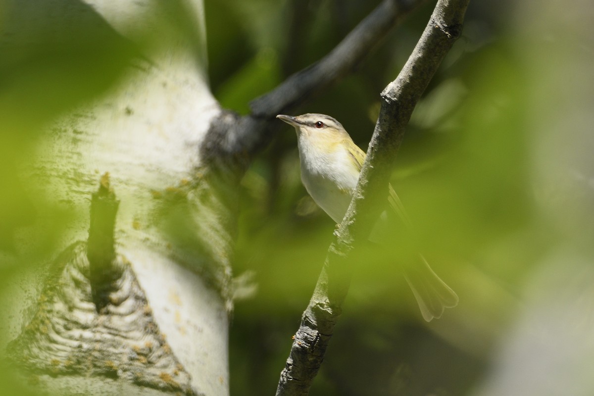 Red-eyed Vireo - ML620684435