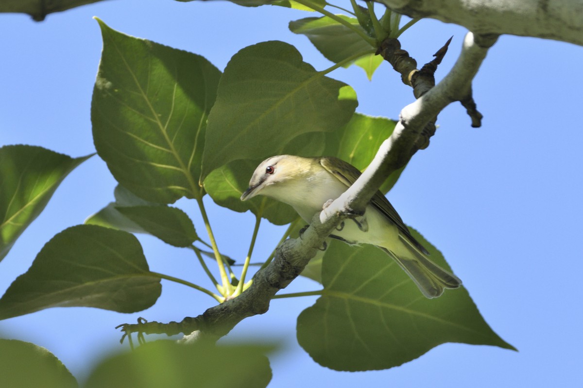 Vireo Ojirrojo - ML620684436