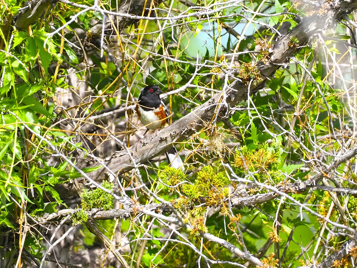 Spotted Towhee - ML620684441