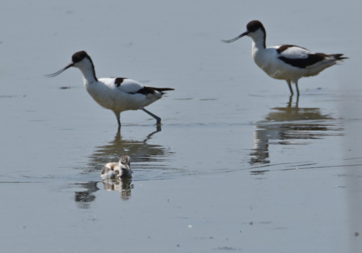 Pied Avocet - ML620684442