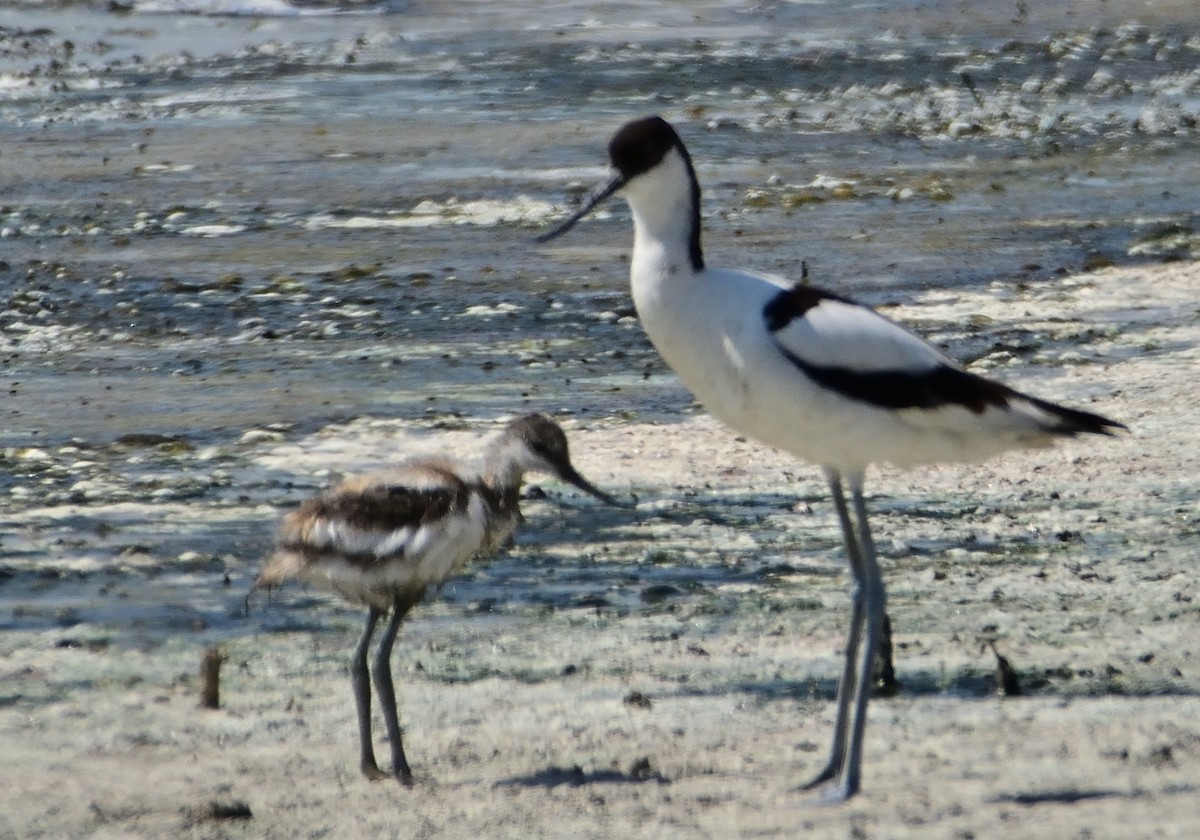 Pied Avocet - ML620684443