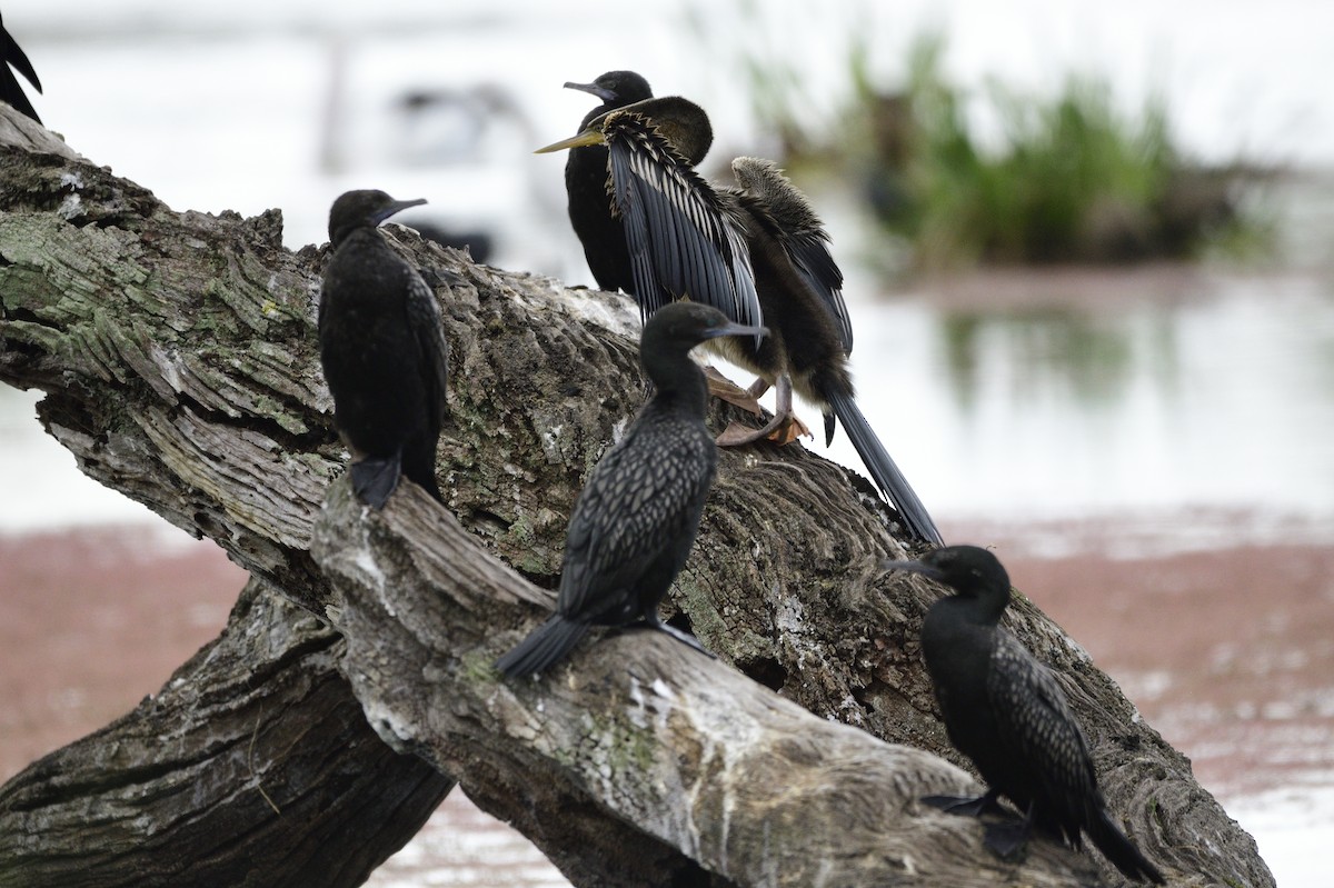 Anhinga d'Australie - ML620684444