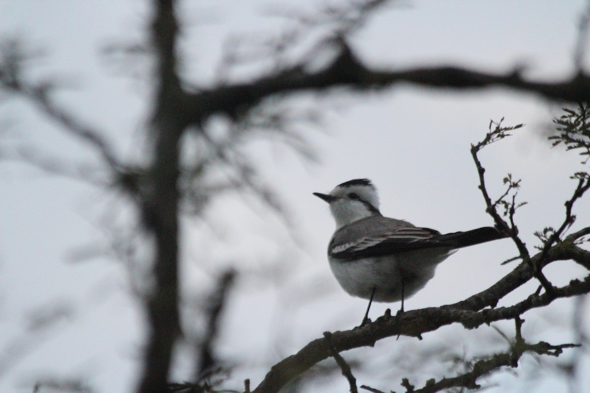 Black-crowned Monjita - ML620684445