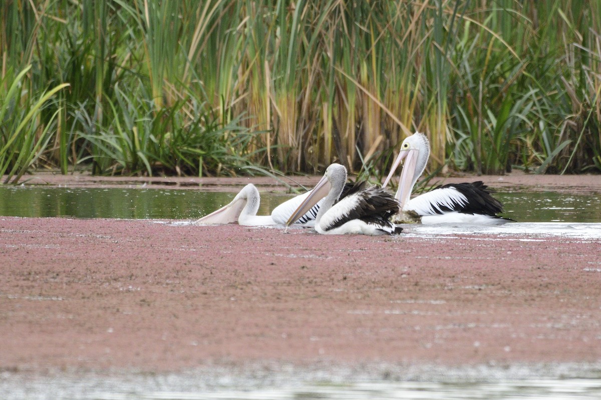 Australian Pelican - ML620684446