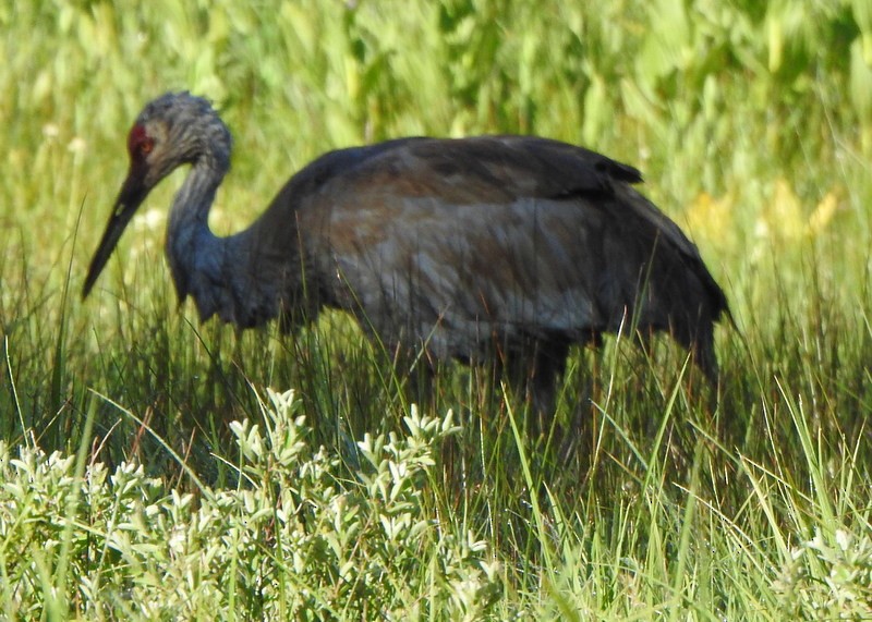 Sandhill Crane - ML620684447