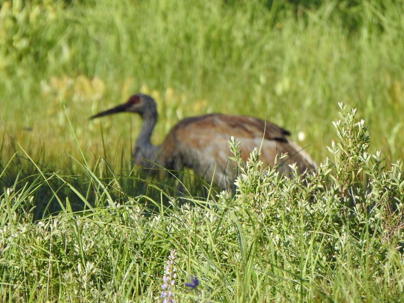 Sandhill Crane - ML620684448