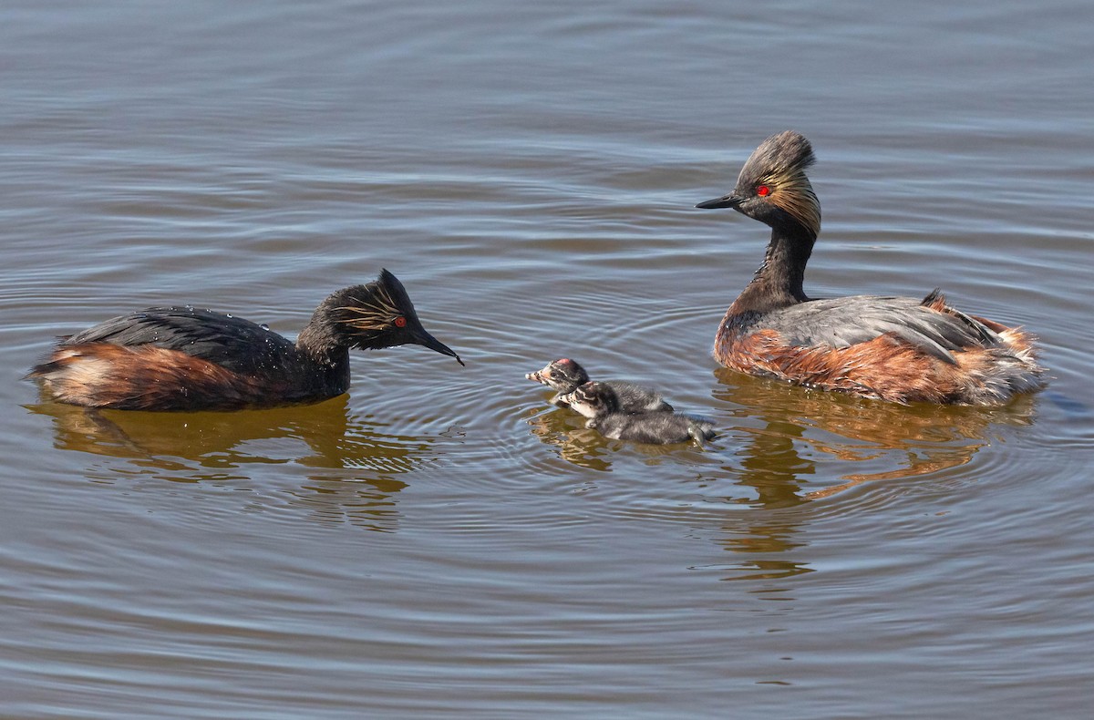 Eared Grebe - ML620684450