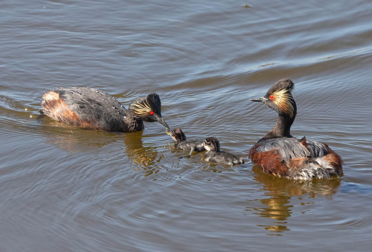 Eared Grebe - ML620684451