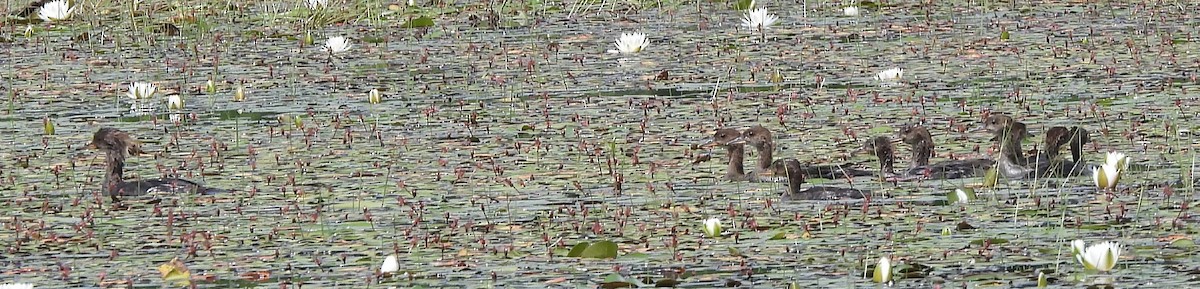 Hooded Merganser - ML620684453