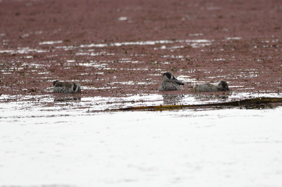 Pink-eared Duck - ML620684454