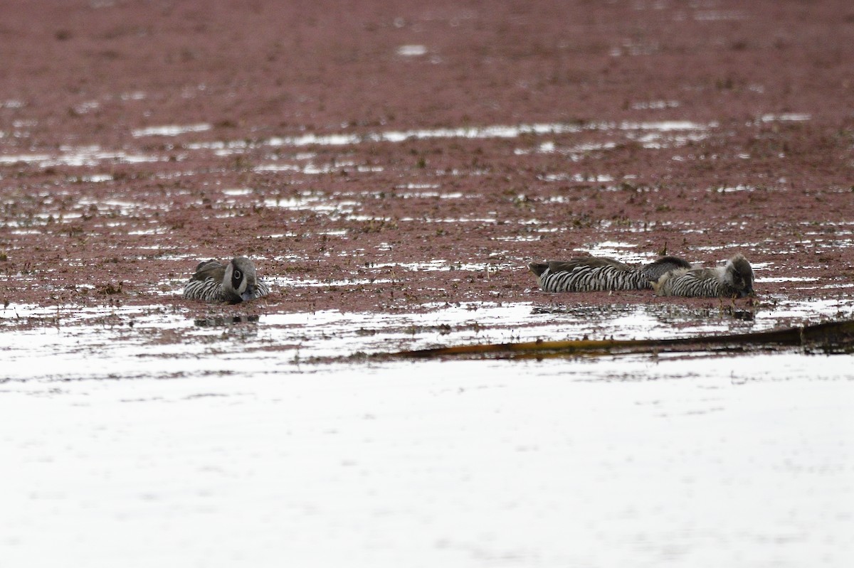 Pink-eared Duck - ML620684455