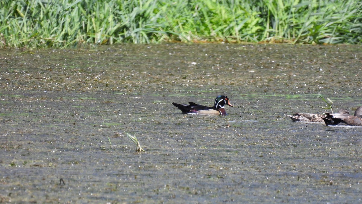 Wood Duck - ML620684457