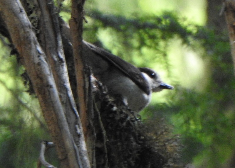 Canada Jay - Andy Frank