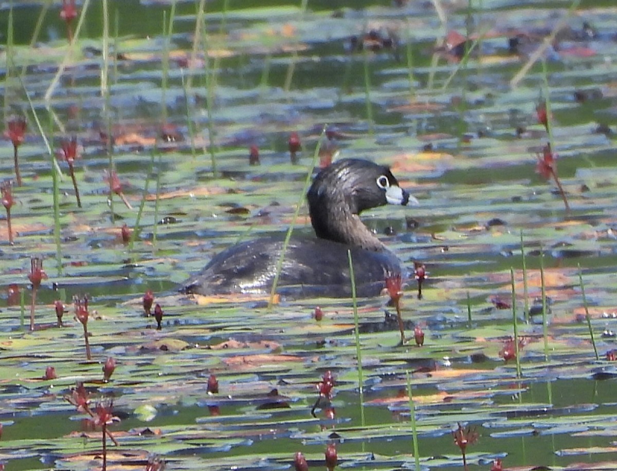 Pied-billed Grebe - ML620684461