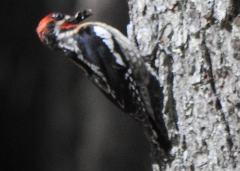 Red-naped x Red-breasted Sapsucker (hybrid) - ML620684468